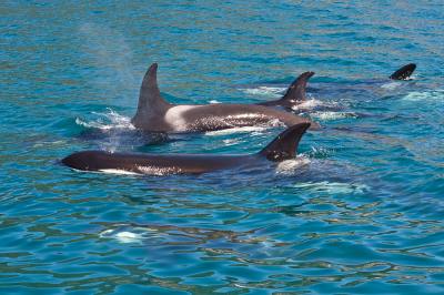 Orca in the Abel Tasman National Park